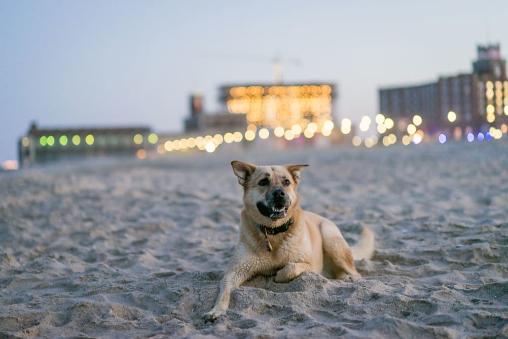Dog laying on the beach