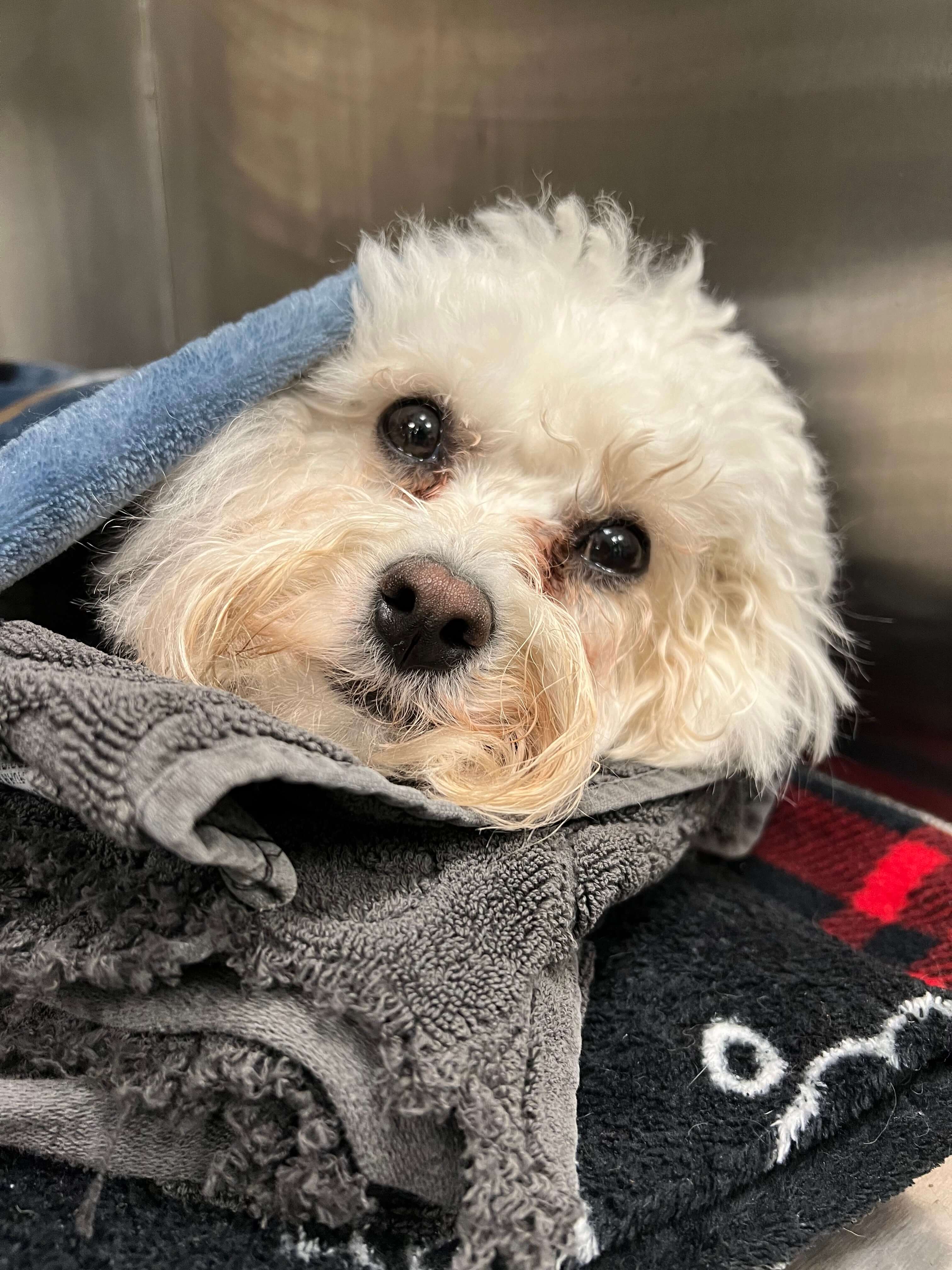 Dog in Urgent Care Room