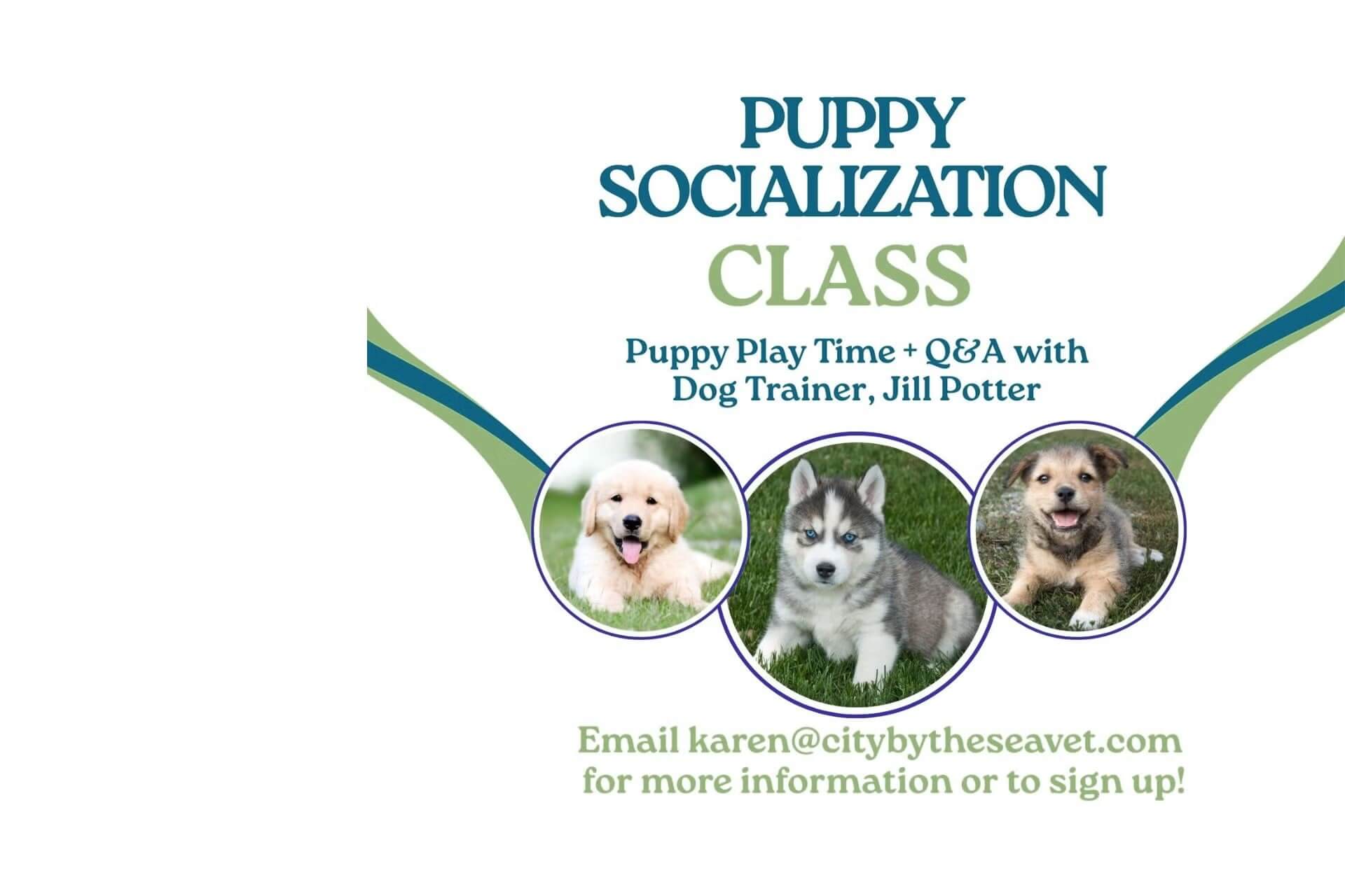 Asbury Park Veterinary Hospital Slider