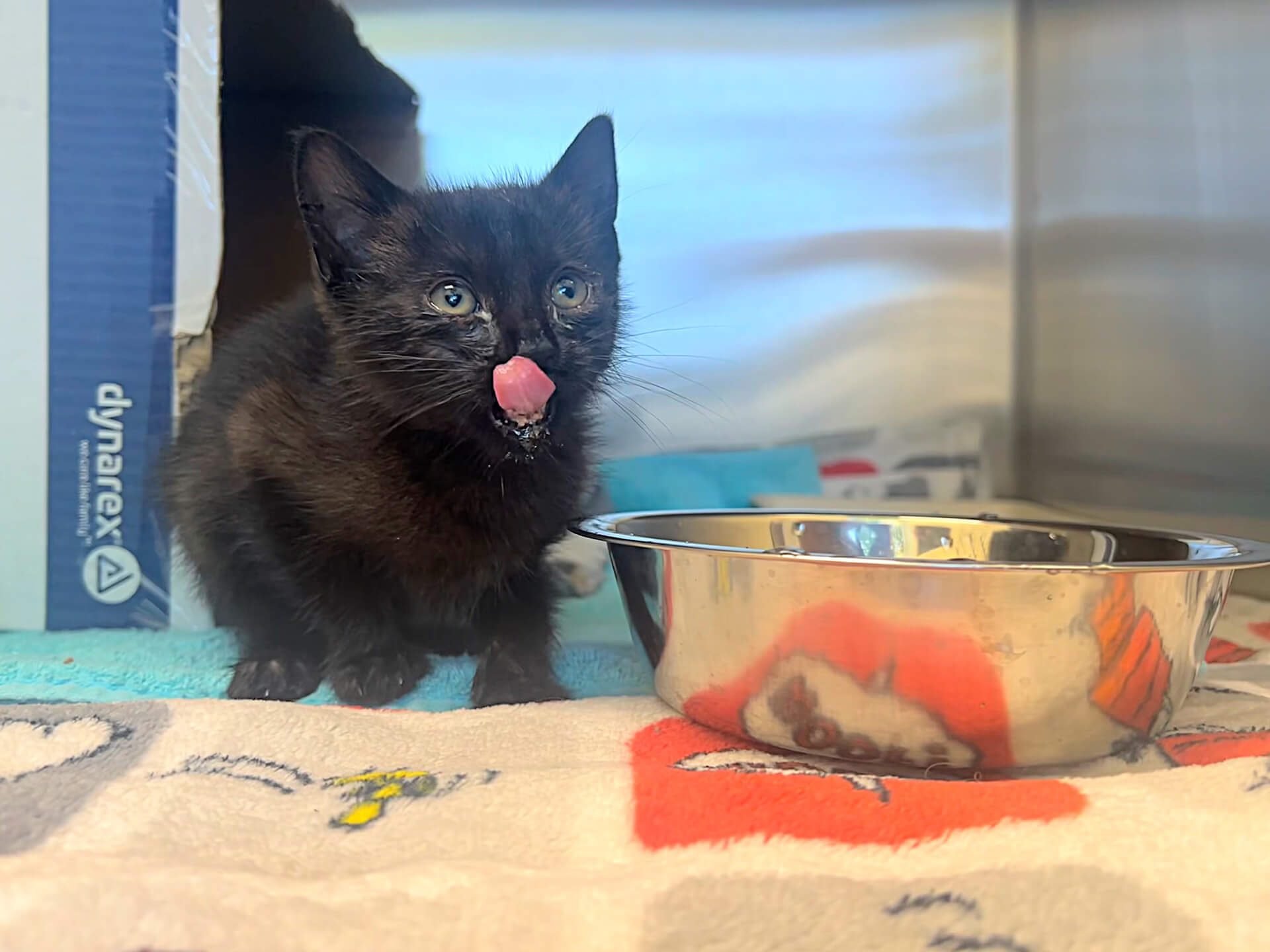 Veterinary hospital in Asbury Park Slider