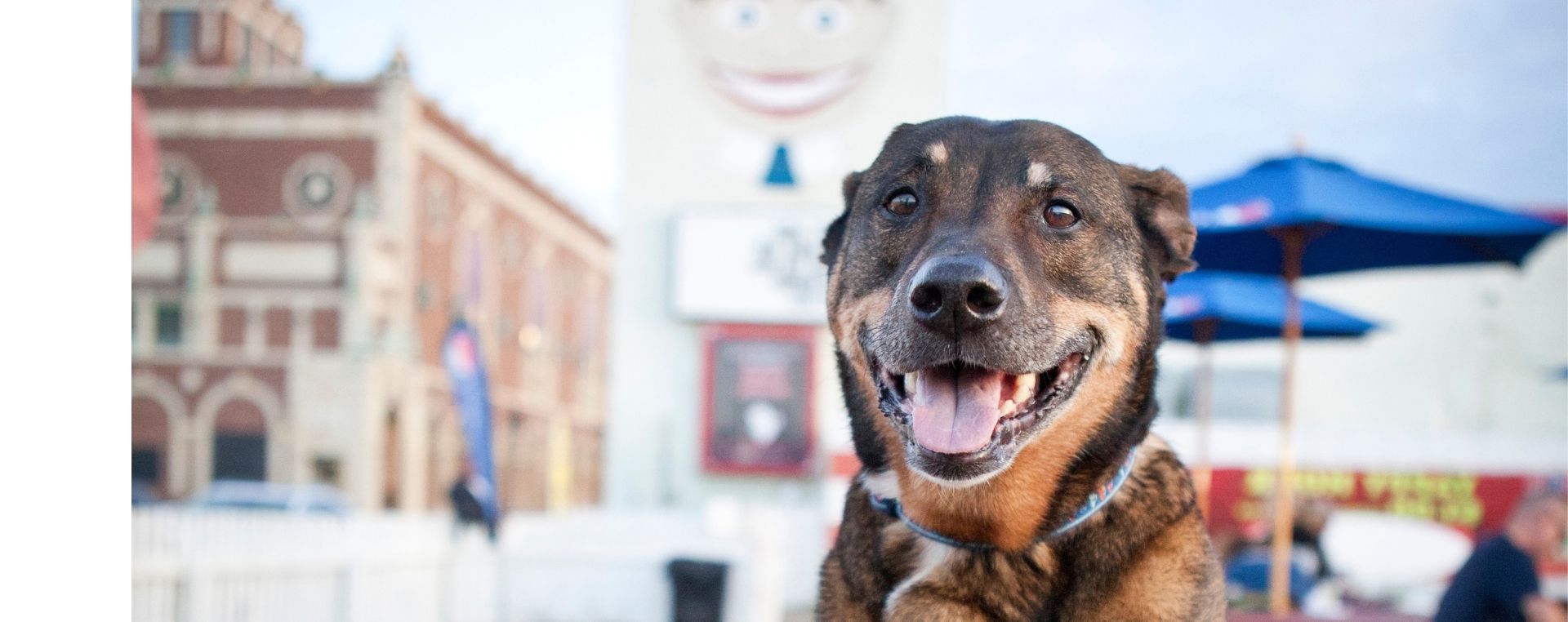 More Affordable Pet Care Starts With Transparency.