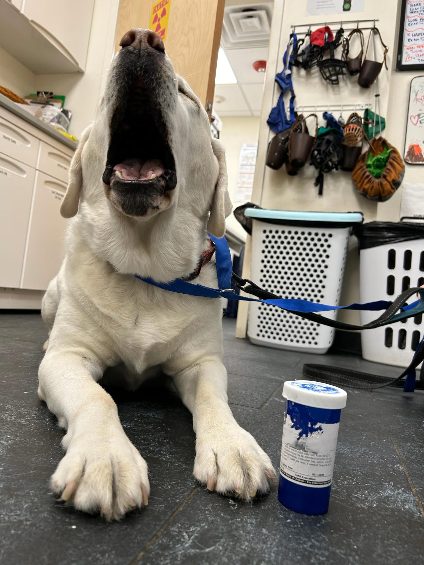 Yellow lab yawning