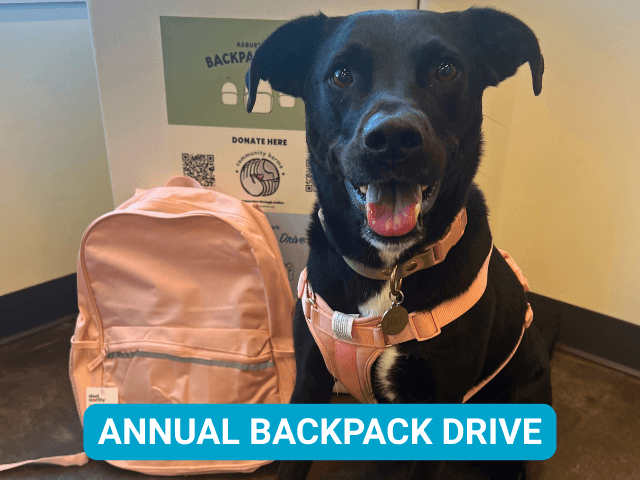 Black lab with backpack