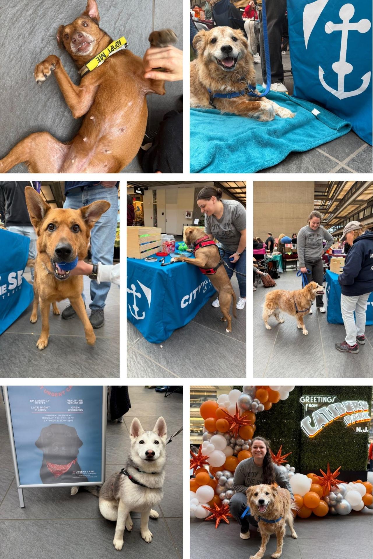 Catsbury Park Adopt Don't Shop Event 2026