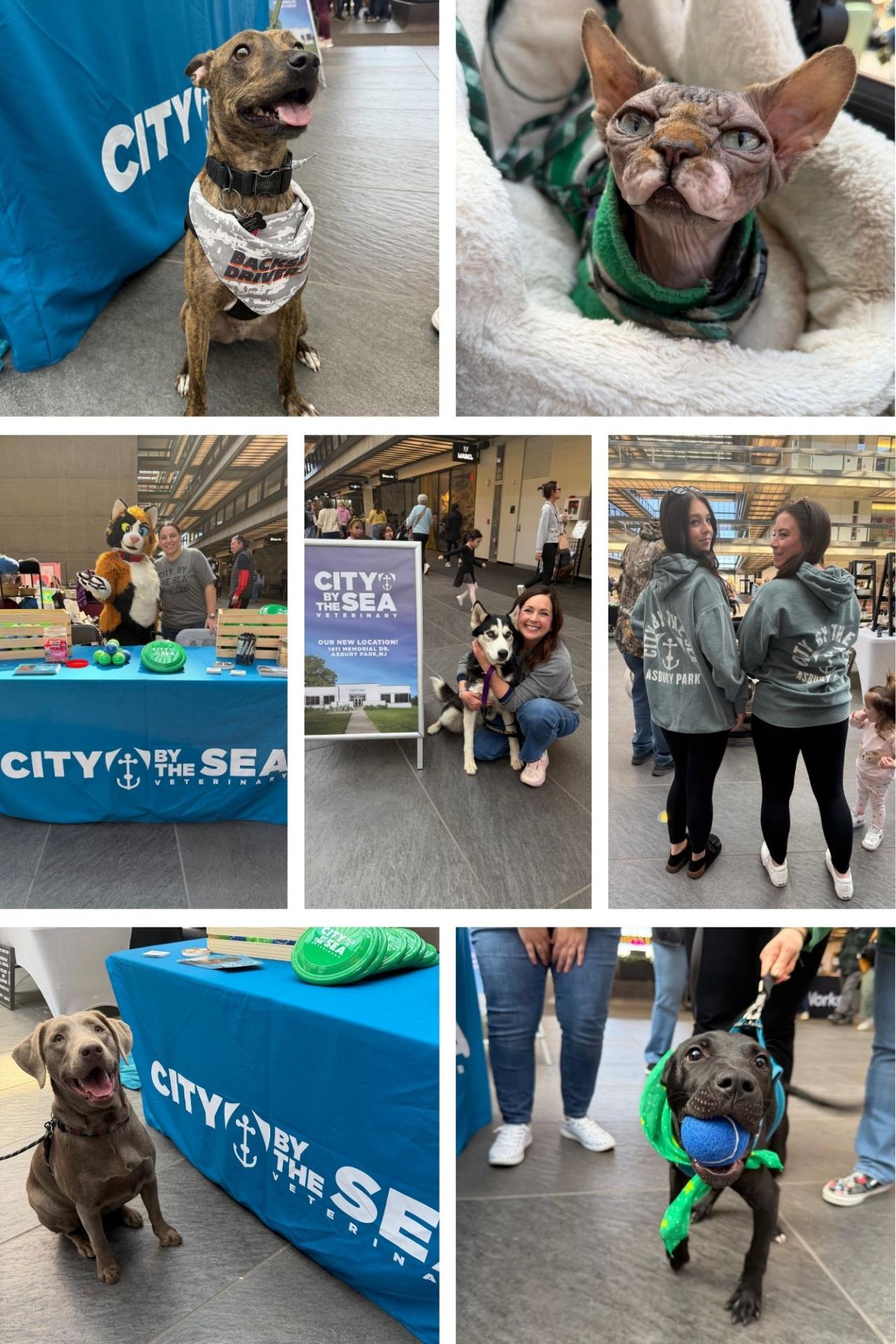 Catsbury Park Adopt Don't Shop Event 2026