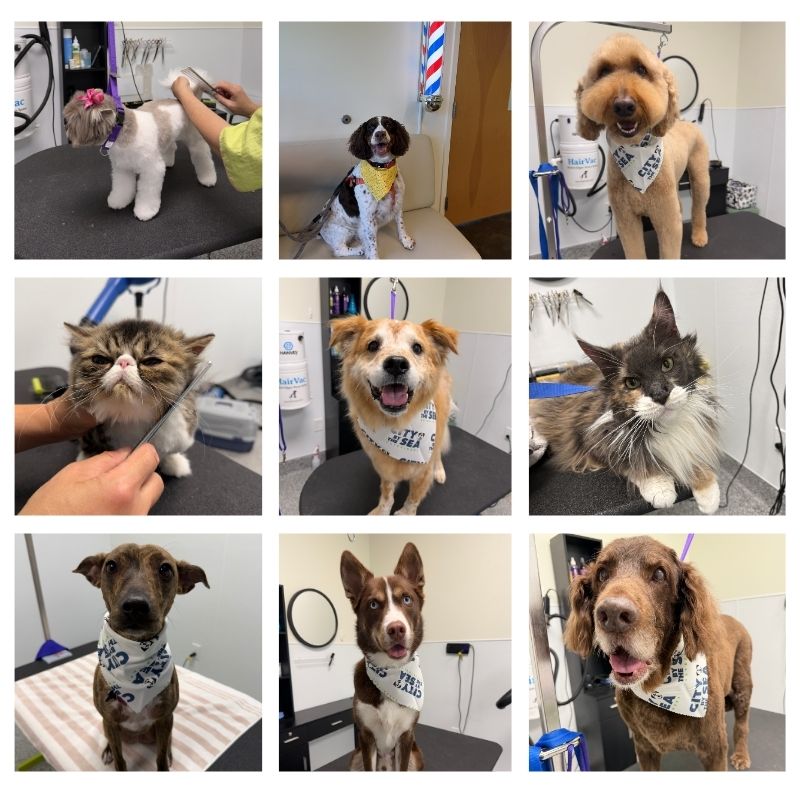 City by the Sea Vet is proud to offer Professional Pet Grooming