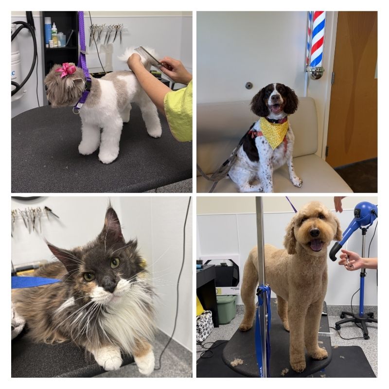 City by the Sea Vet is proud to offer Professional Pet Grooming