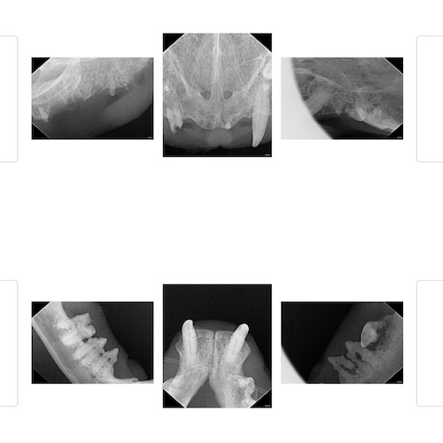 Feline-dental-x-rays