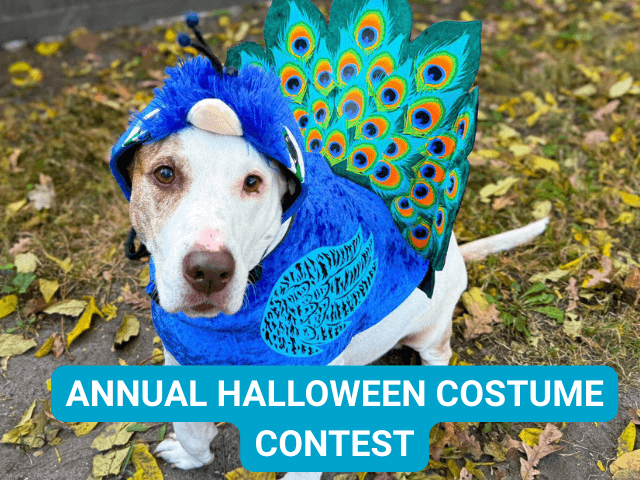 Dog in a peacock costume