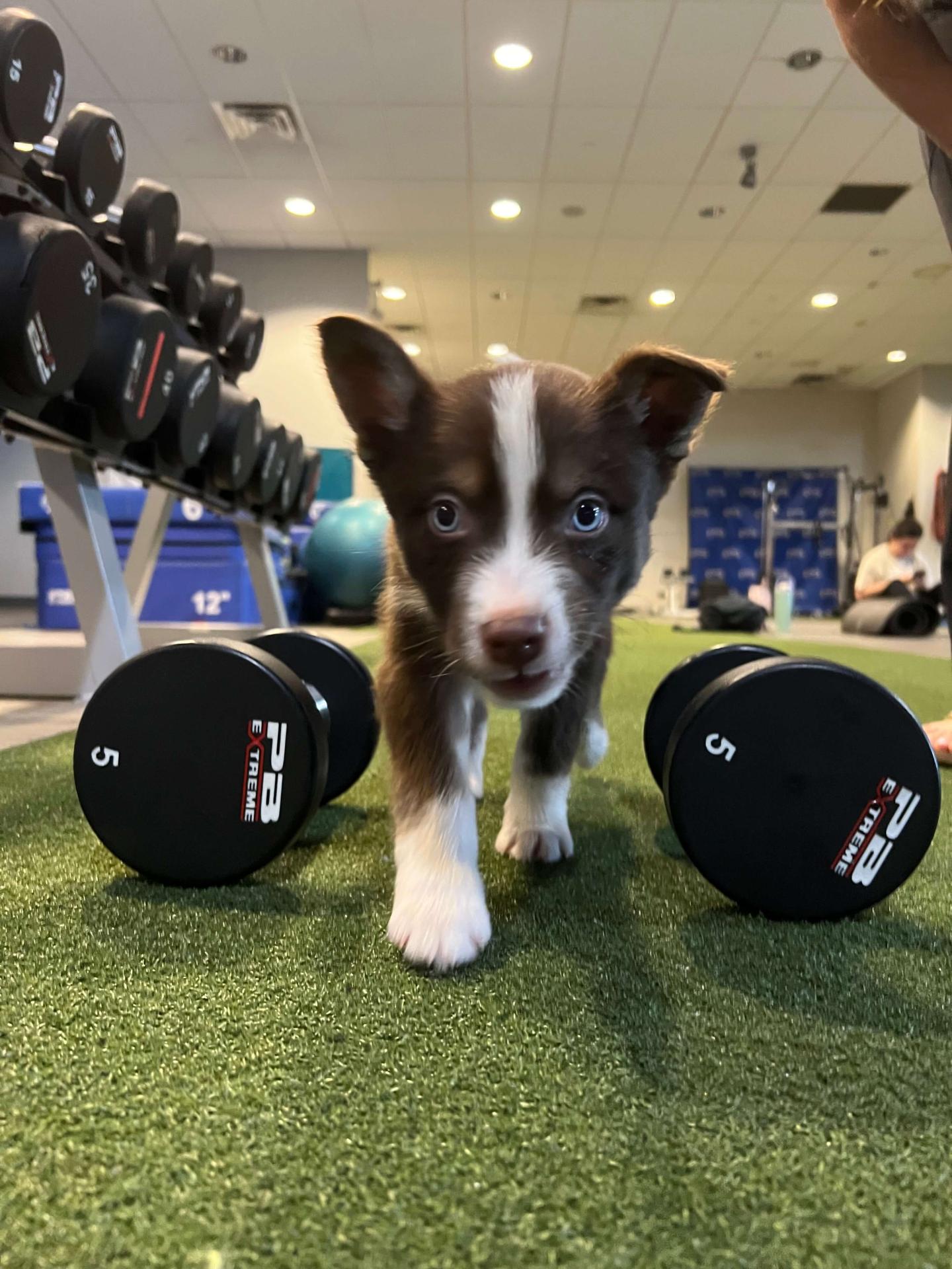 Puppy Yoga