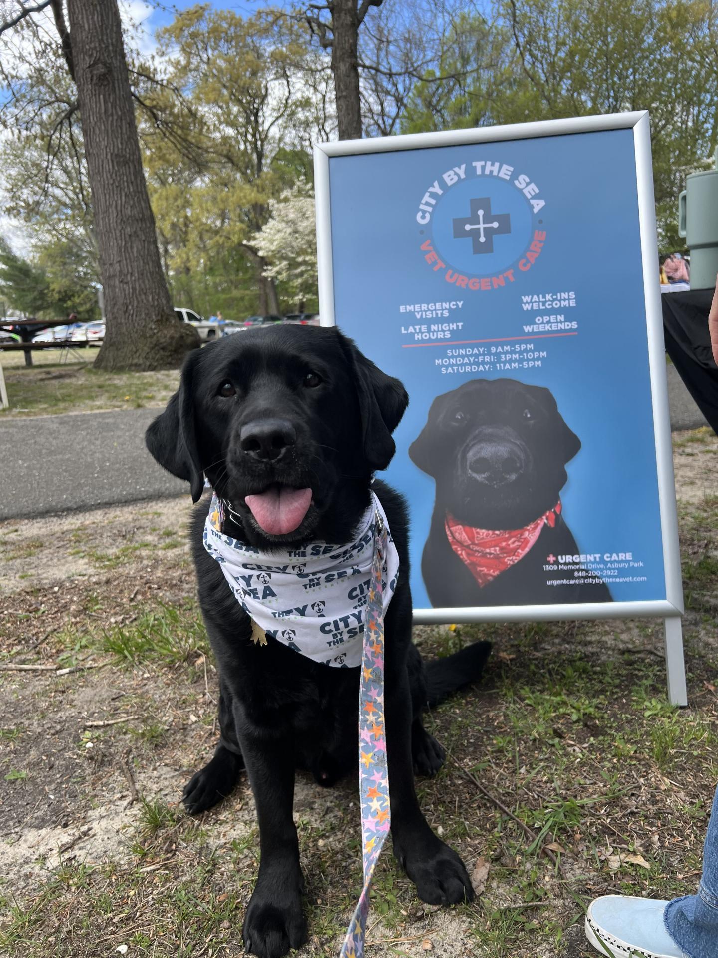 MSPCA Dog Walk