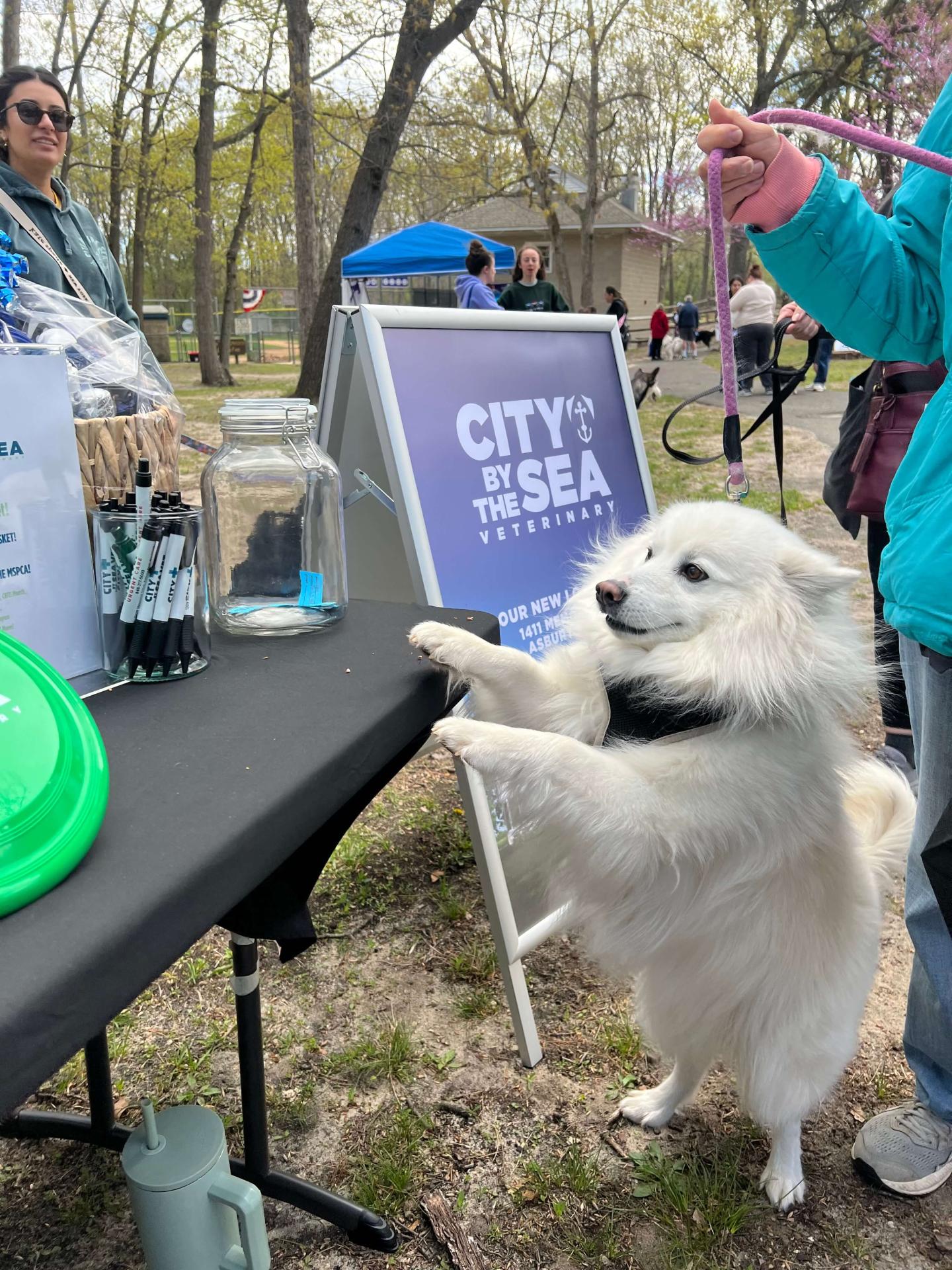 MSPCA Dog Walk