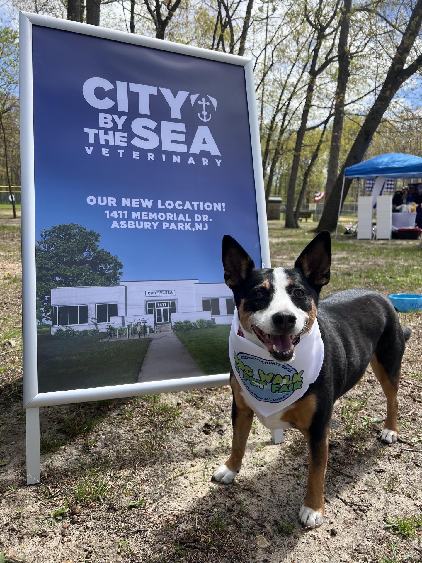 MSPCA Dog Walk