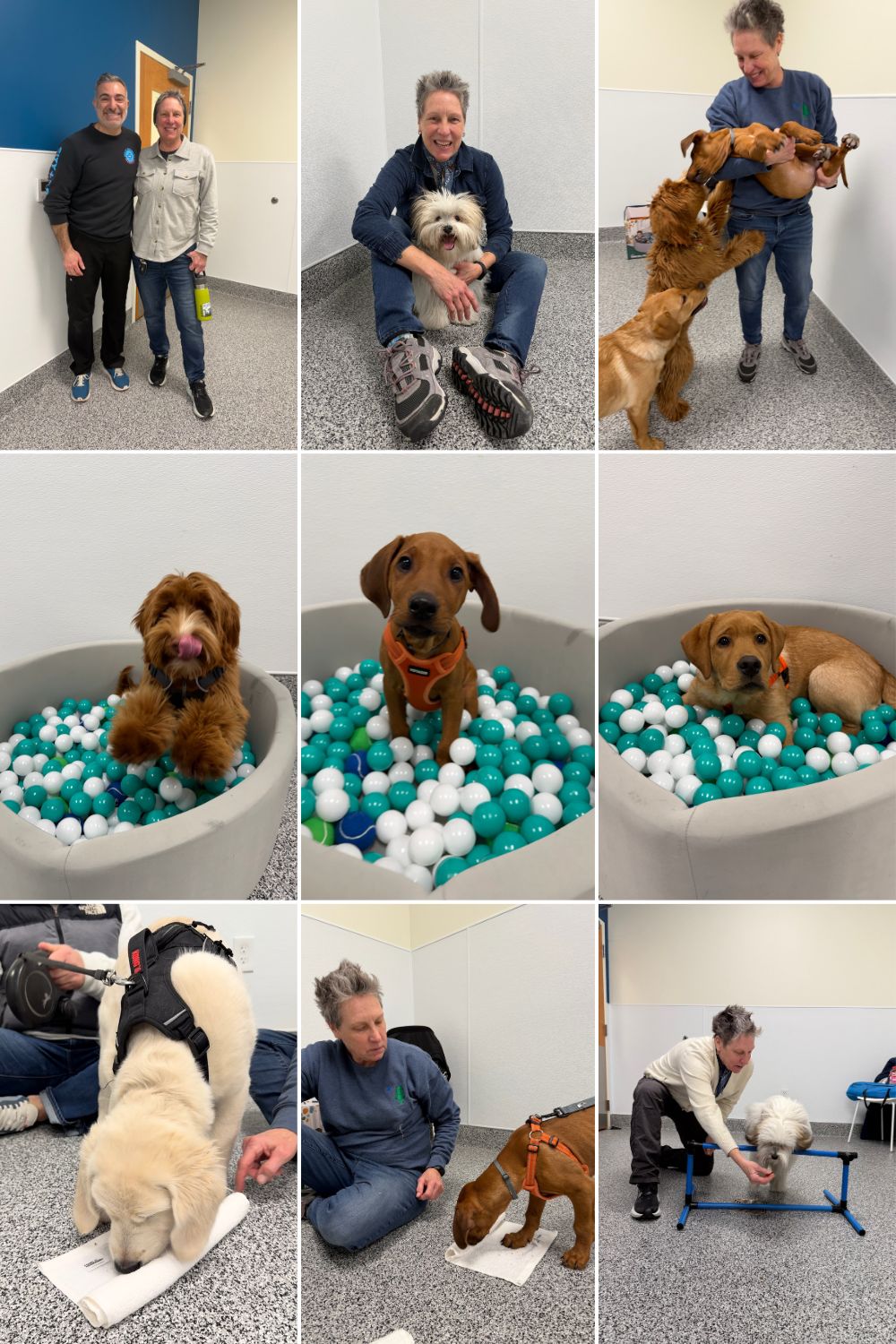 Jan-Feb 2026: Puppy Socialization Class with Trainer, Jill Potter ...