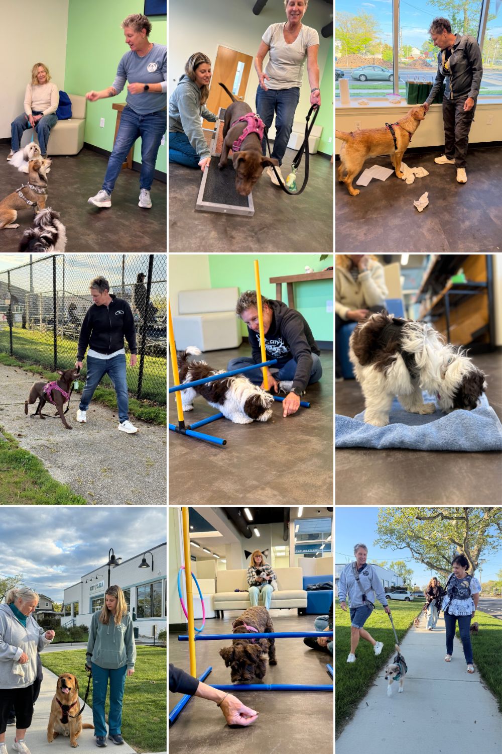 Puppy Socialization Class at City by the Sea Vet in Asbury Park, NJ Puppy Socialization Class at City by the Sea Vet in Asbury Park, NJ