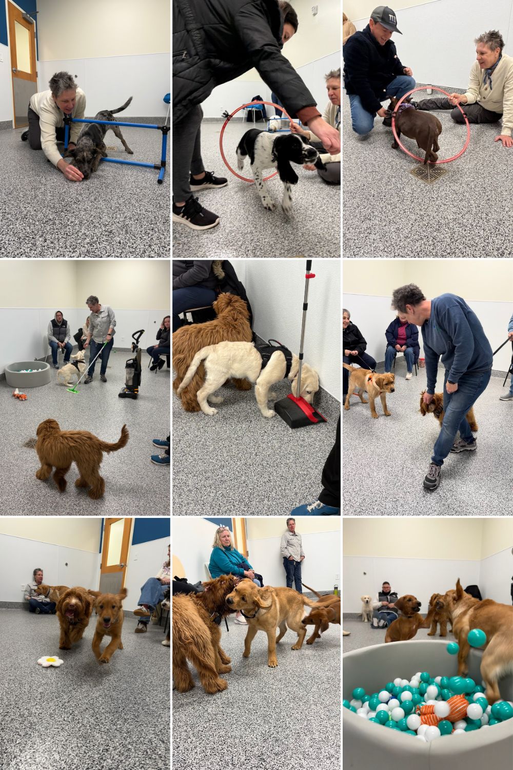 Puppy Socialization Class group 2