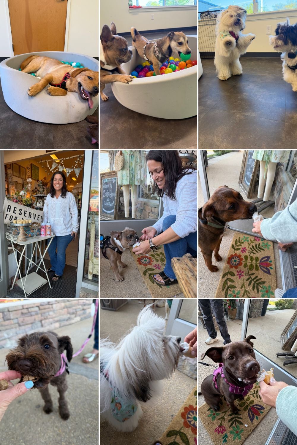 Puppy Socialization Class at City by the Sea Vet in Asbury Park, NJ Puppy Socialization Class at City by the Sea Vet in Asbury Park, NJ