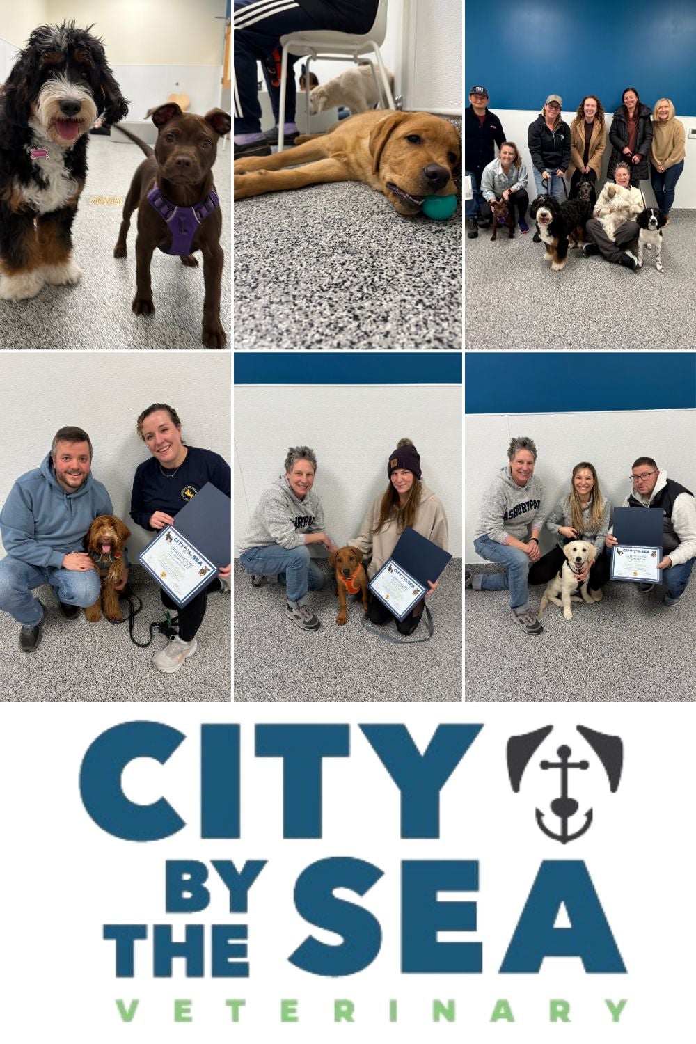 Puppy Socialization 3