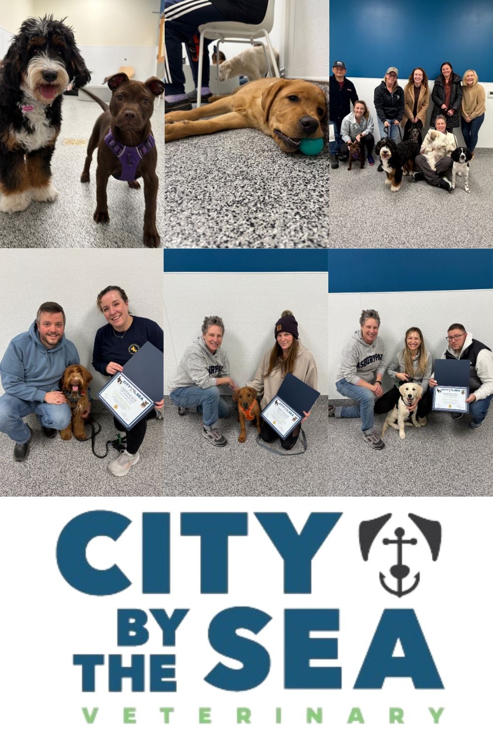 Puppy Socialization Class Puppy Socialization 3