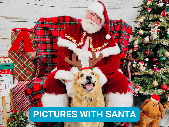 Dog sitting with Santa