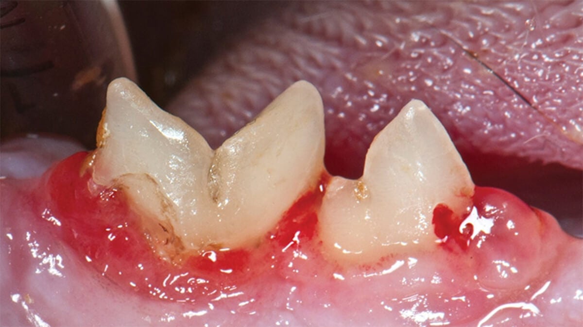 TVP-Resorptive-lesion-cat - Clinical appearance of tooth resorption of right mandibular fourth premolar and first molar.