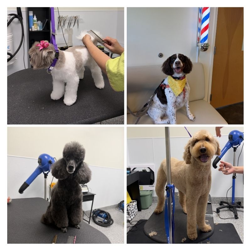 City by the Sea Vet is proud to offer Professional Pet Grooming City by the Sea Vet is proud to offer Professional Pet Grooming