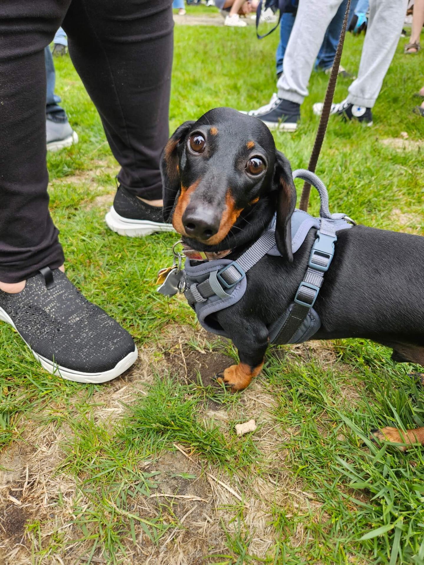 Weiner Walk 2025