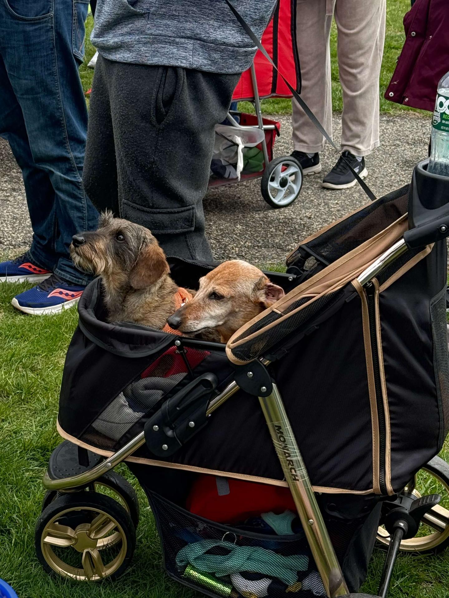 Weiner Walk 2025