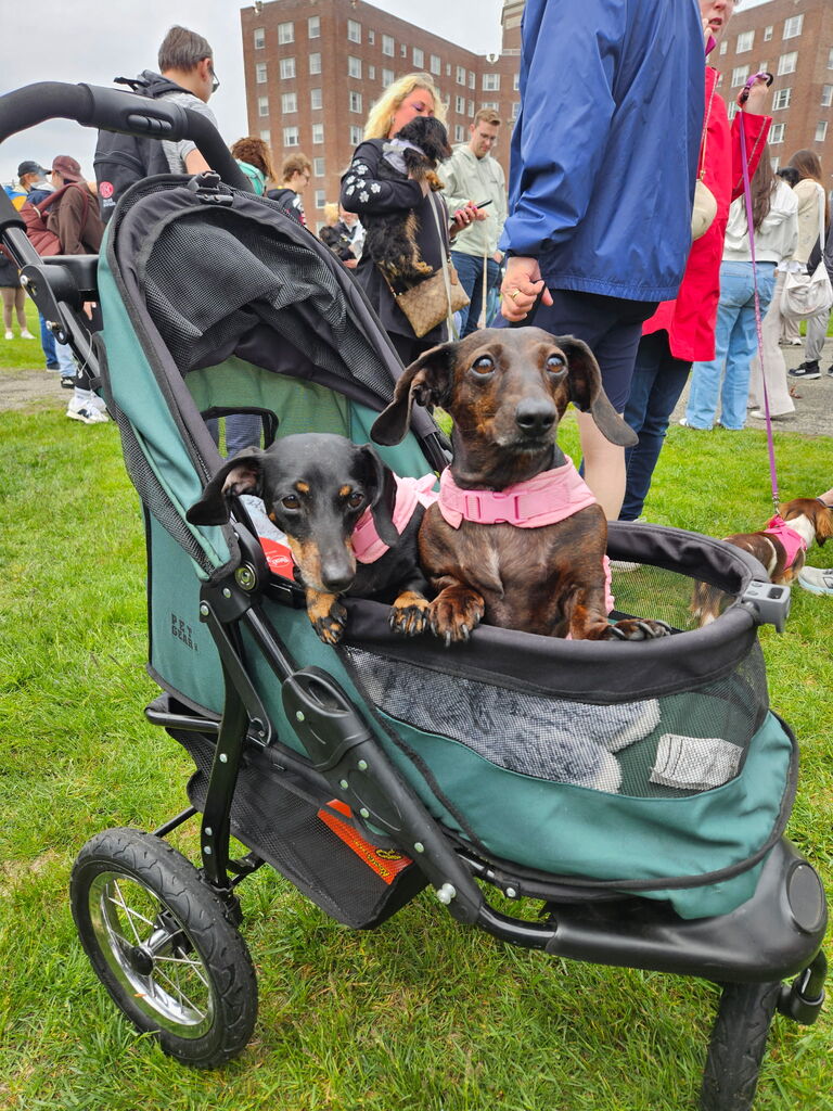 Weiner Walk 2025