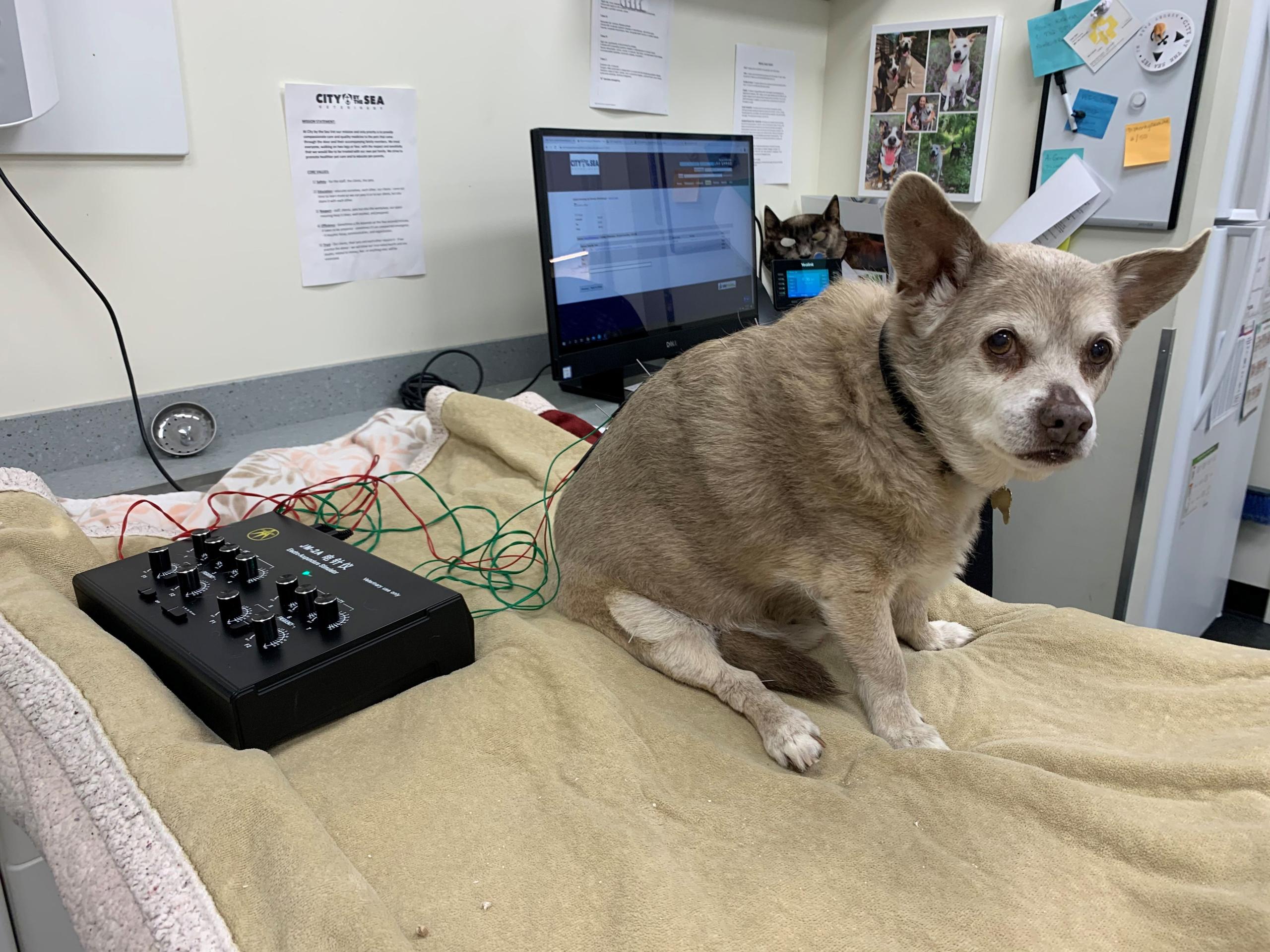 animal-acupuncture-treatment