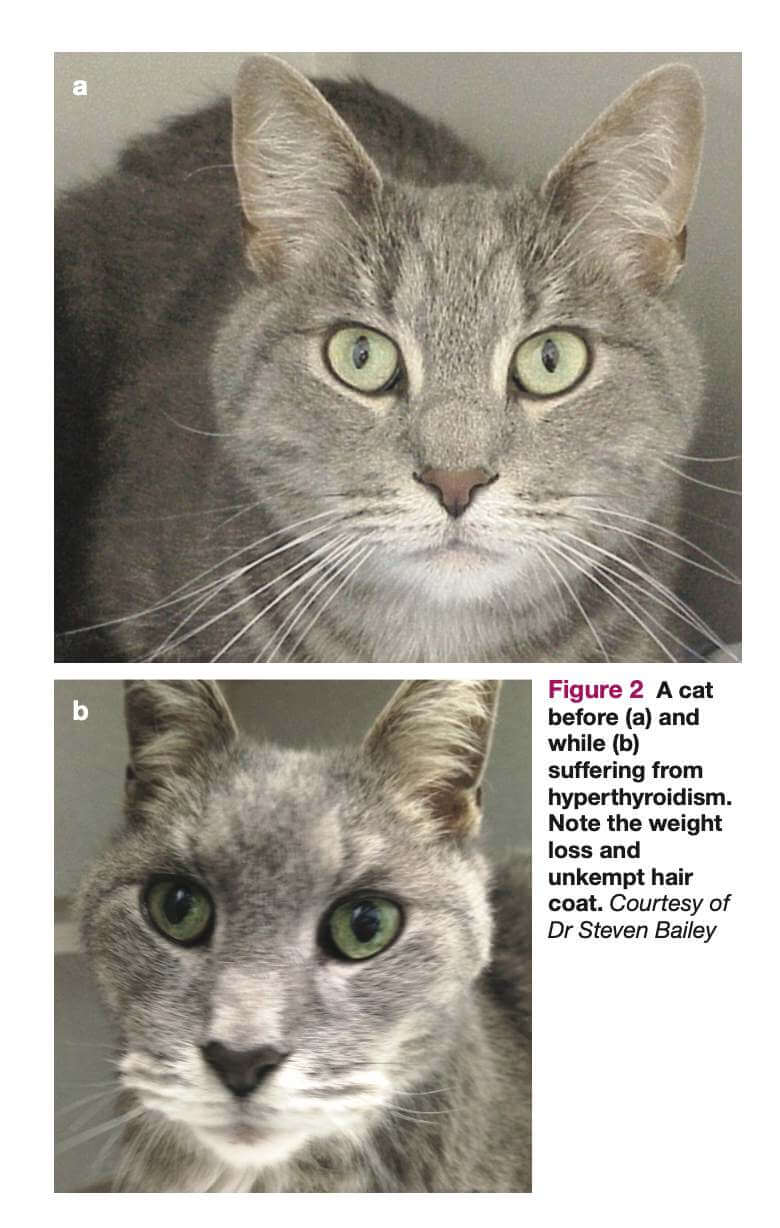 cats-and-hyperthyroidism