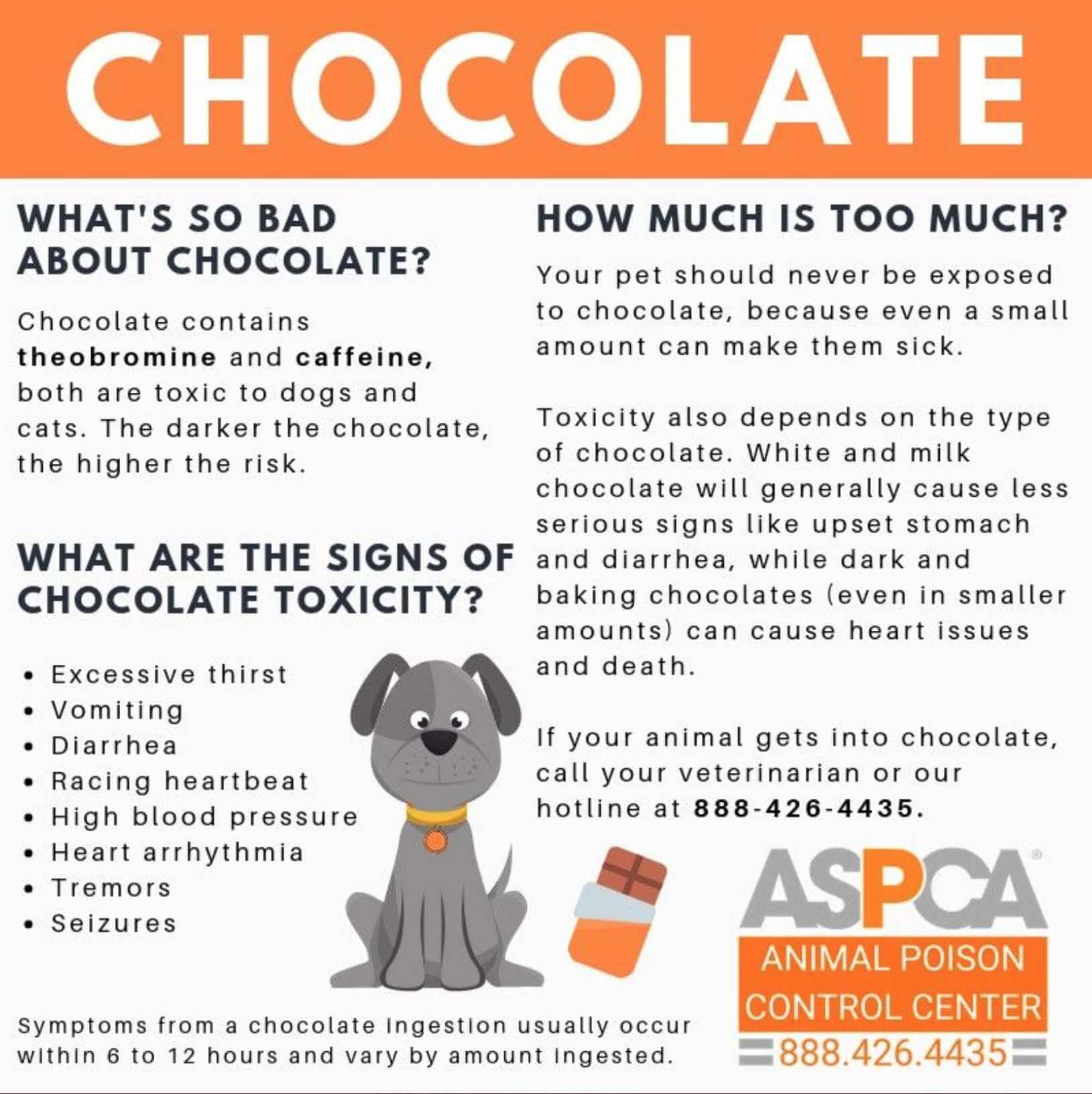 chocolate-spca