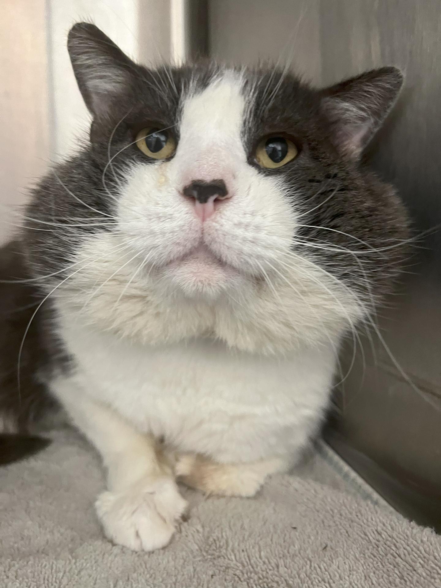 Cat with chubby cheeks