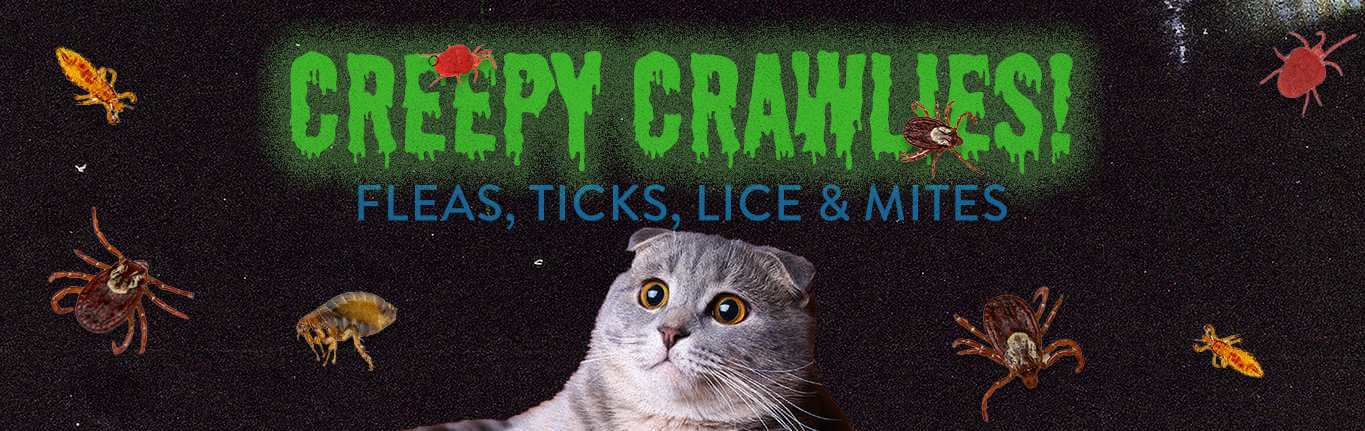 creepy-crawlies-pets