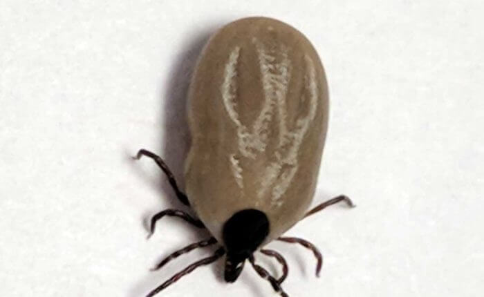 ectoparasite-tick