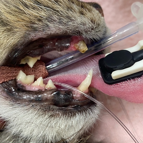 feline-dental-disease