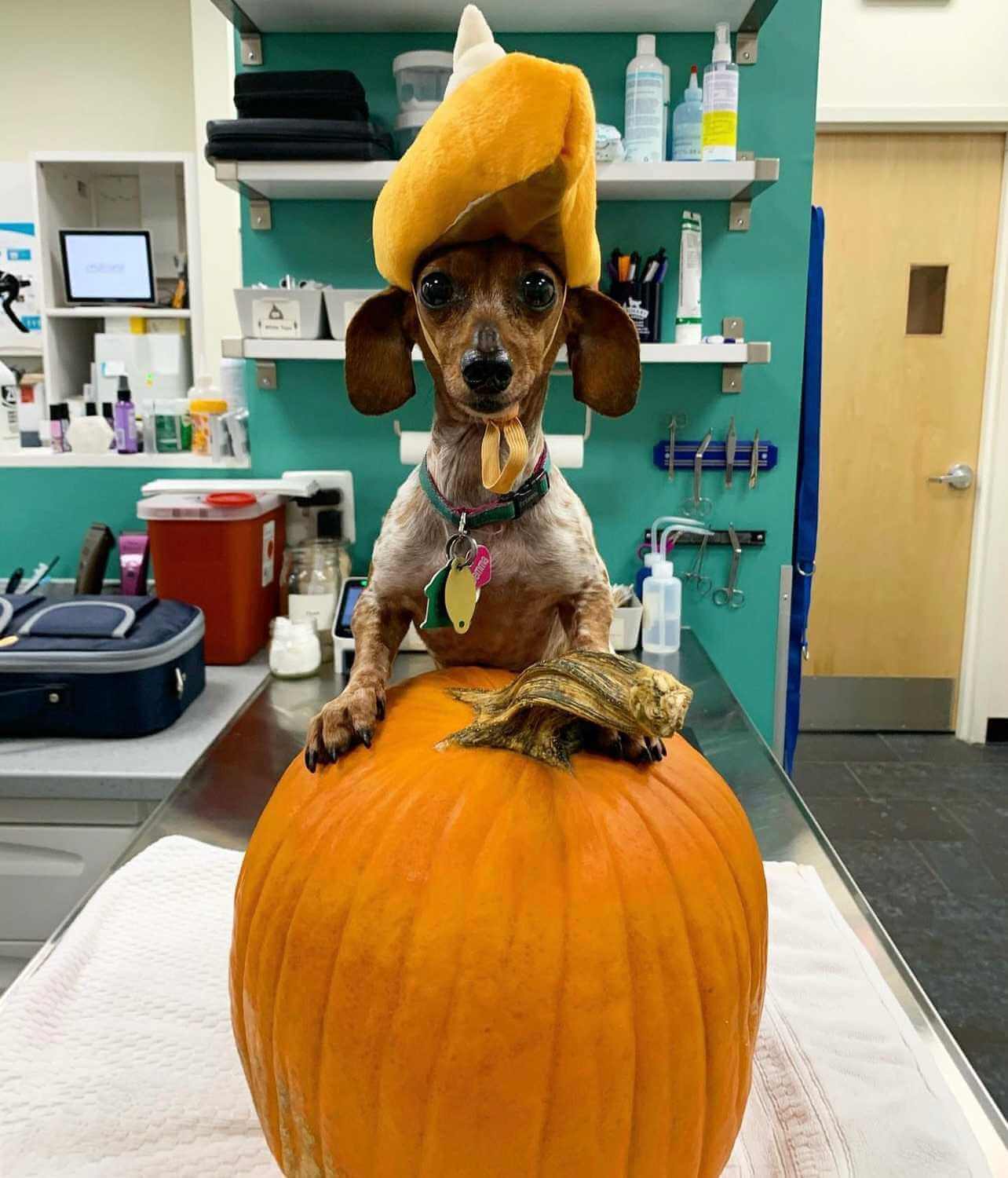 Is pumpkin good for dogs with pancreatitis outlet