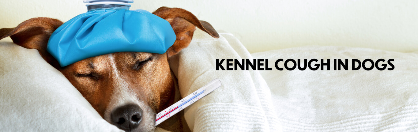 kennel-cough-dogs