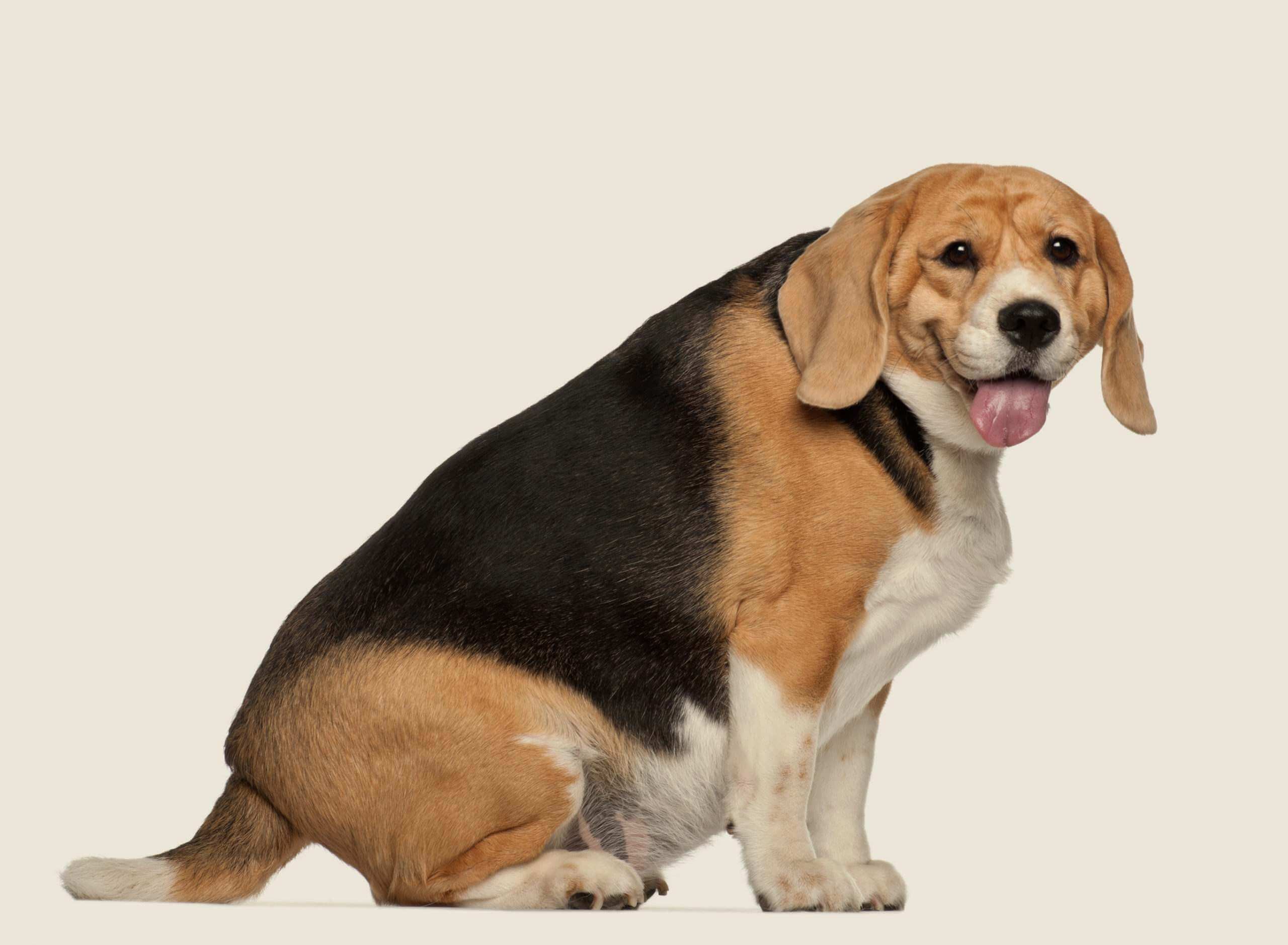 overweight-dog