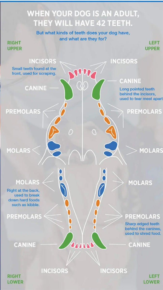 Purina Dental Chart