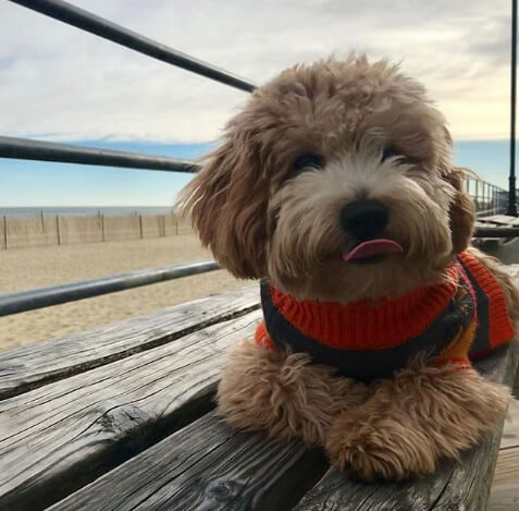 rudder-the-sea-pup-keeps-warm