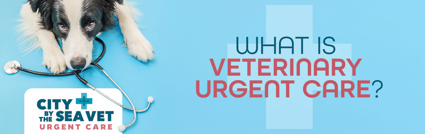 vet-urgent-care