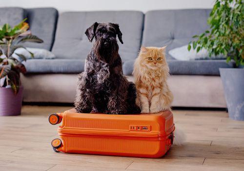 Black Schnauzer and orange long hair cat. International Pet Travel with City by the Sea Veterinary, Asbury, NJ