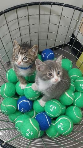 Kittens in a basket of tennis balls