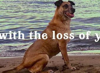 Coping With The Loss Of Your Pet