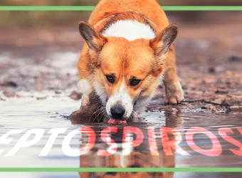 Leptospirosis