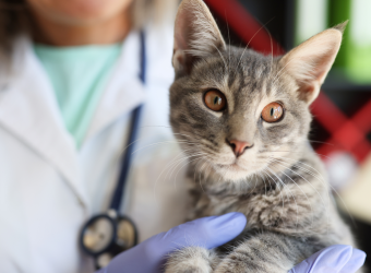 How is Diabetes Treated in Cats and Dogs?