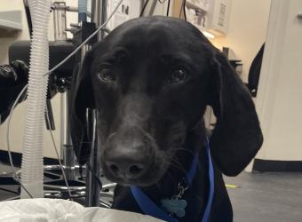 Grape & Raisin Toxicity in Dogs
