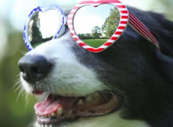 July 4th Hazards for Dogs and Cats – Keep Your Pets Safe This Independence Day