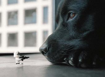 Misinformation in Modern Pet Care